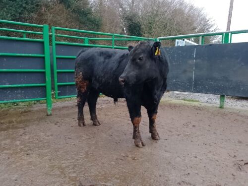 ABERDEEN ANGUS PEDIGREE BREEDING BULL