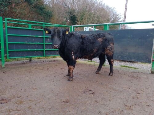 ABERDEEN ANGUS PEDIGREE BREEDING BULL