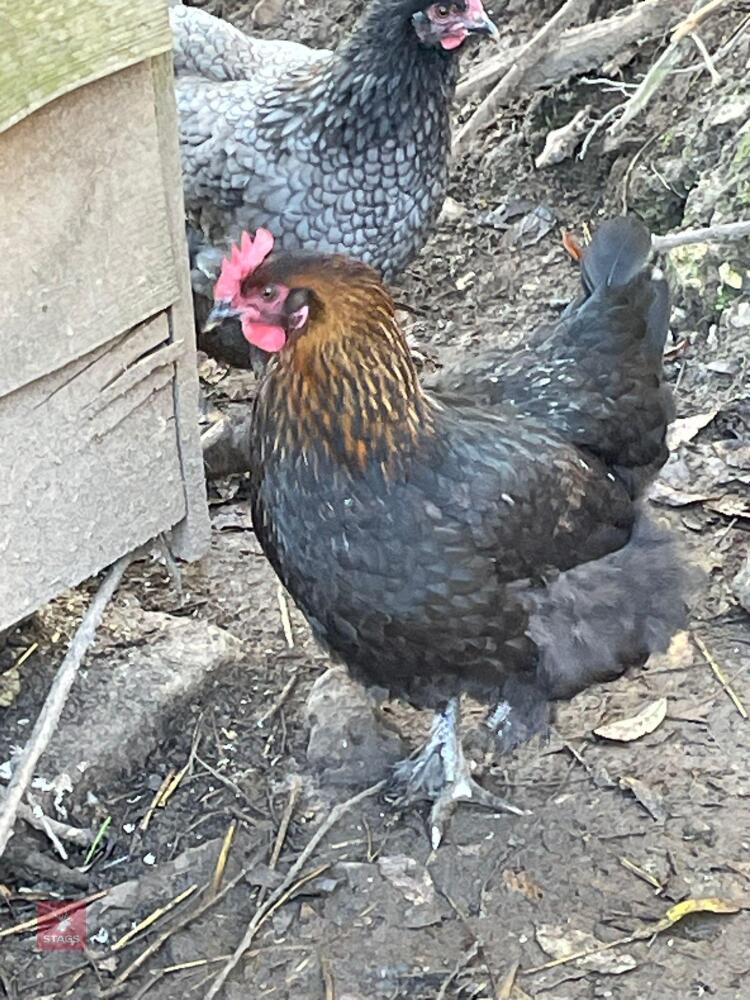 3 COPPER MARAN PULLETS BIDS PER BIRD