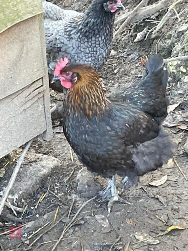 3 COPPER MARAN PULLETS BIDS PER BIRD