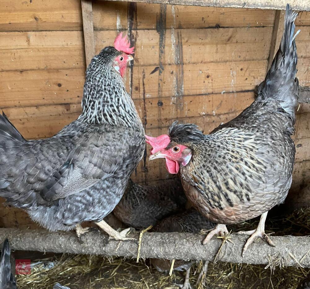 2 CREAM LEGBAR PULLETS BIDS PER BIRD
