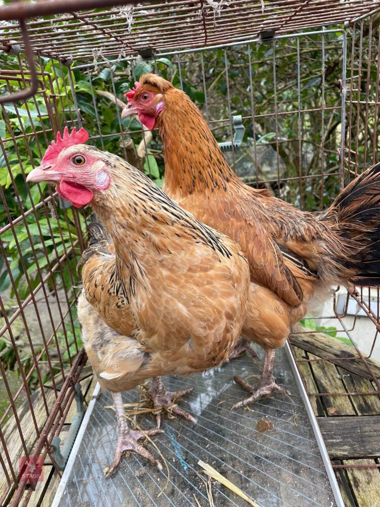 2 CREAM LEGBAR CROSS BROWN PULLETS BIDS PER BIRD