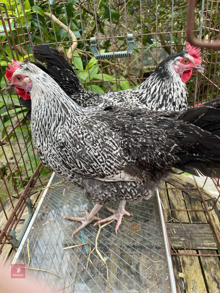 2 CREAM LEGBAR X SPECKLED PULLETS BIDS PER BIRD