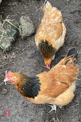 2 BUFF SUSSEX PULLETS BIDS PER BIRD