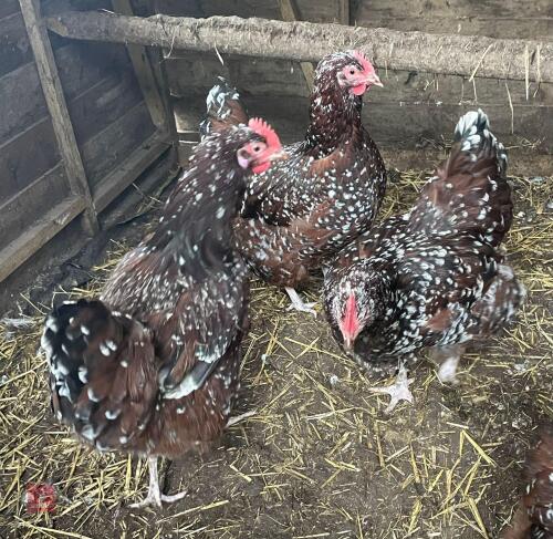 2 SPECKLED SUSSEX PULLETS BIDS PER BIRD