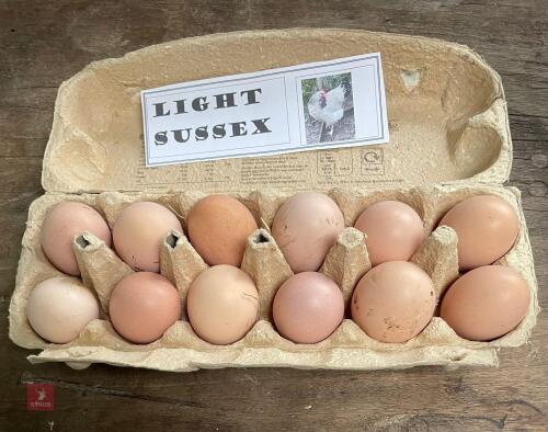1 DOZEN LIGHT SUSSEX HATCHING EGGS BIDS FOR THE DOZEN