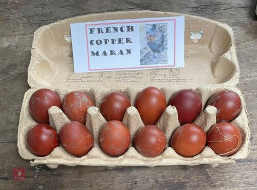 1 DOZEN COPPER MARAN HATCHING EGGS BIDS FOR THE DOZEN