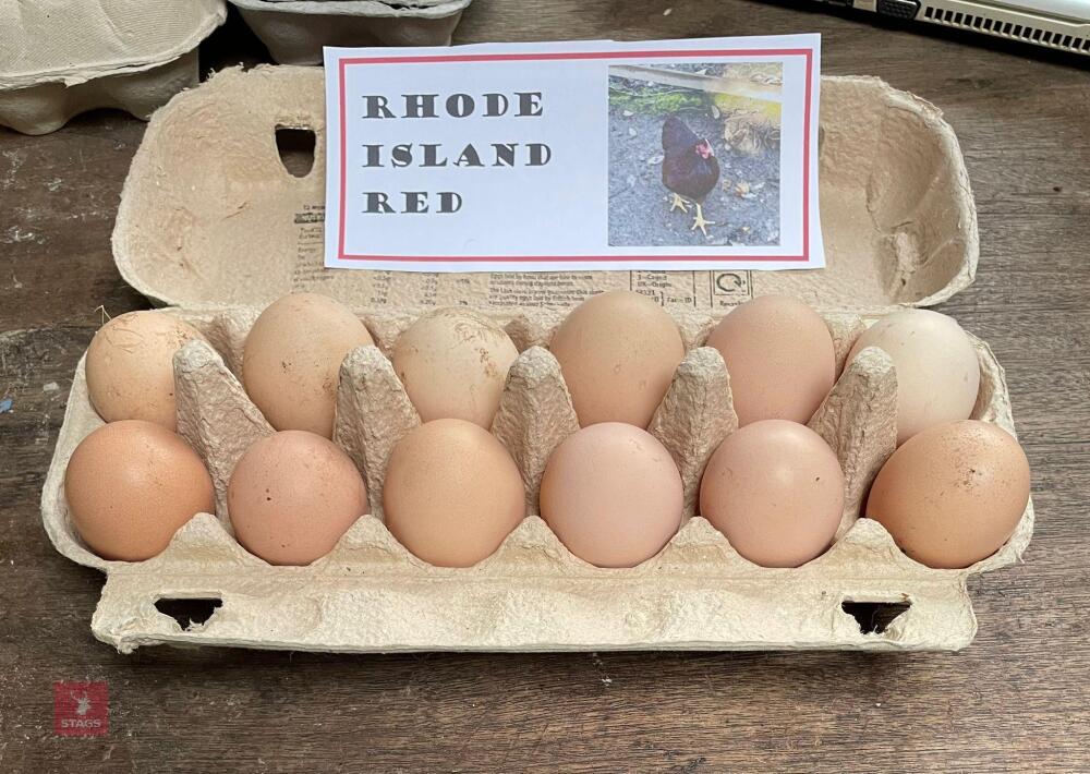 1 DOZEN RHODE ISLAND RED HATCHING EGGS BIDS FOR THE DOZEN