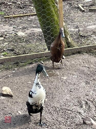 2 INDIAN RUNNER DUCKS BIDS PER LIFE