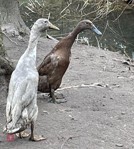 2 INDIAN RUNNER DUCKS BIDS PER LIFE