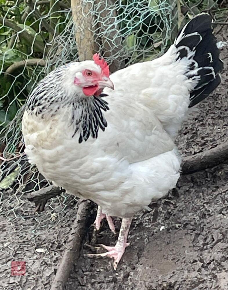 3 LIGHT SUSSEX PULLETS BIDS PER BIRD