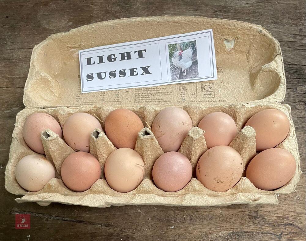 1 DOZEN LIGHT SUSSEX HATCHING EGGS BIDS FOR THE DOZEN