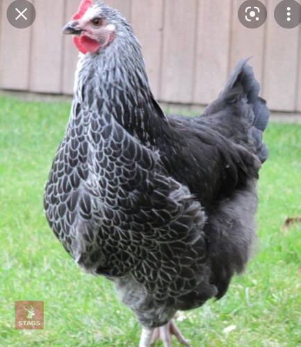 4 SILVER SUSSEX PULLETS BIDS PER BIRD