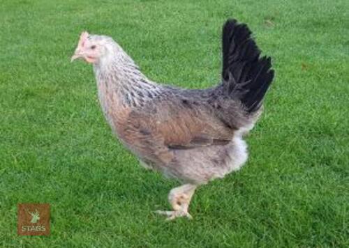 3 SILVER DUCKWING LEGHORN PULLETS BIDS PER BIRD