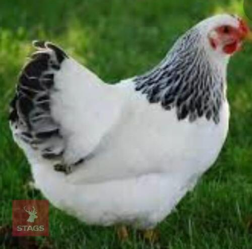 4 LIGHT SUSSEX PULLETS BIDS PER BIRD