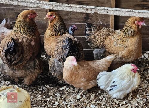 3 BRAHMA HENS BIDS PER BIRD