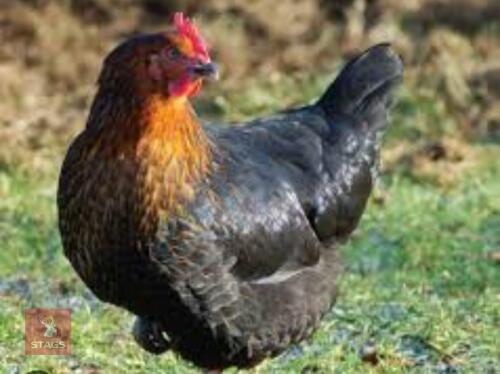 3 RHODE ROCKS PULLETS BIDS PER BIRD