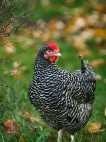 3 SPECKELDY MARANS PULLETS BIDS PER BIRD