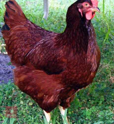 3 RHODE RED PULLETS BIDS PER BIRD