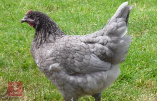4 BLUE MARAN PULLETS BIDS PER BIRD