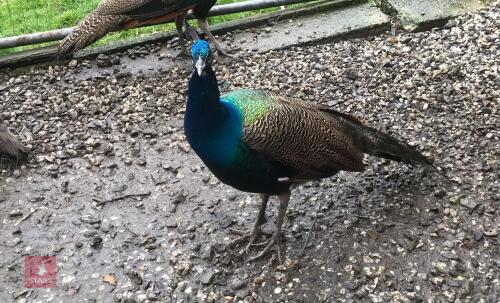 1YR INDIAN BLUE PEACOCK