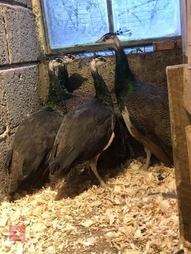 8MO INDIAN BLUE PEACOCK