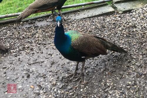 1YR INDIAN BLUE PEACOCK