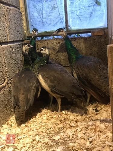 8MO INDIAN BLUE PEACOCK