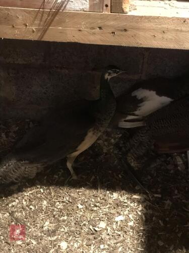 8MO INDIAN BLUE PEAHEN