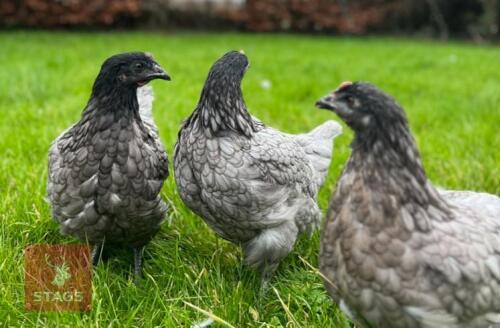 5 BLUEBELL PULLETS BIDS PER BIRD