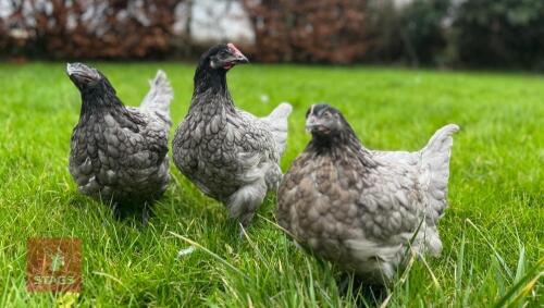 5 HYBRID PULLETS BIDS PER BIRD