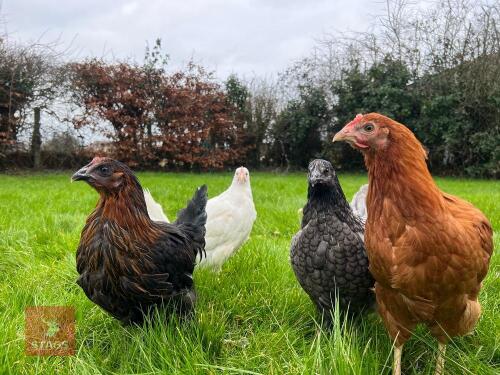 4 MIXED PULLETS BIDS PER BIRD