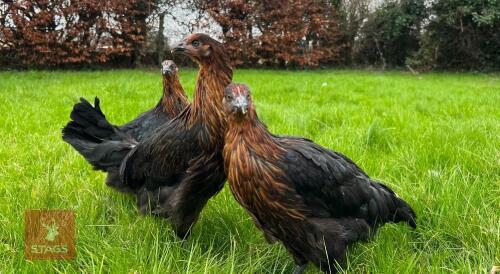 5 BLACK ROCK PULLETS BIDS PER BIRD
