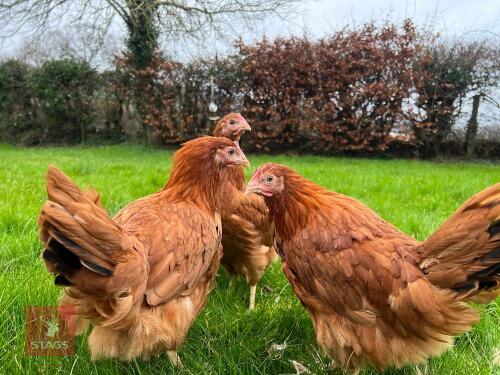 5 DEVONSHIRE RED RANGERS BIDS PER BIRD