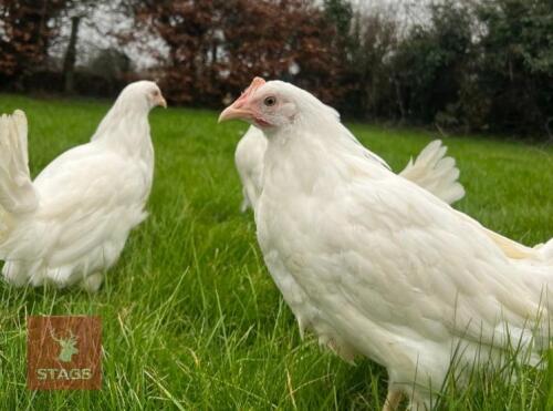 5 WHITE LEGHORNS PULLETS BIDS PER BIRD