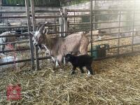 1 NANNY GOAT & 1 WETHER KID  BIDS FOR THE PAIR