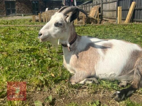 1 PYGMY NANNY GOAT & 2 DOELING KIDS BIDS FOR THE GROUP