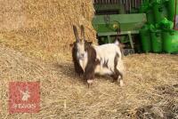 PYGMY BILLY GOAT