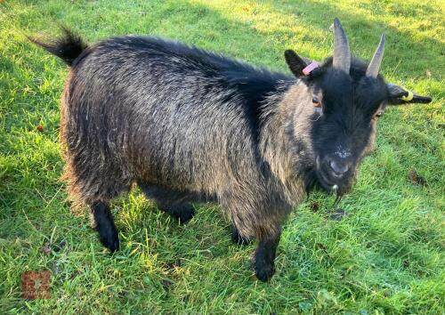3YO PEDIGREE PYGMY NANNY GOAT