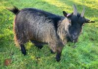 3YO PEDIGREE PYGMY NANNY GOAT
