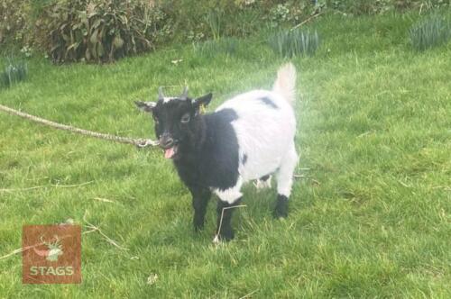 PYGMY WETHER GOAT