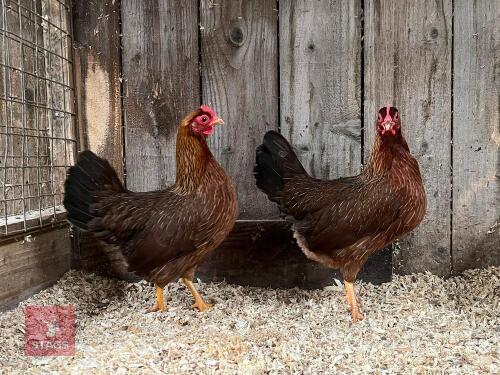 2 BANTAM WELSUMMER POL PULLETS BIDS PER BIRD