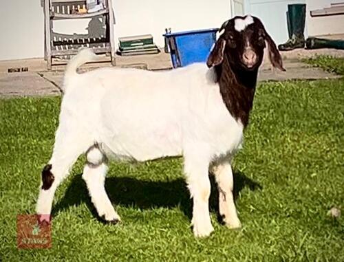 13MO BOER BUCKLING