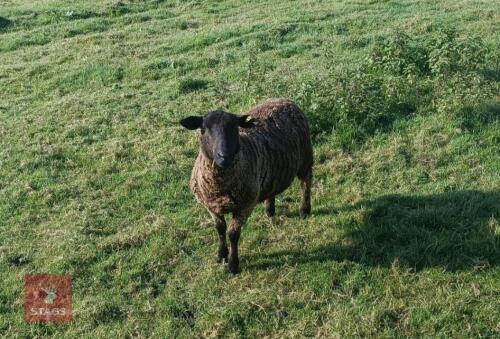 7 TEXEL X STORE HOGGS BIDS PER LIFE