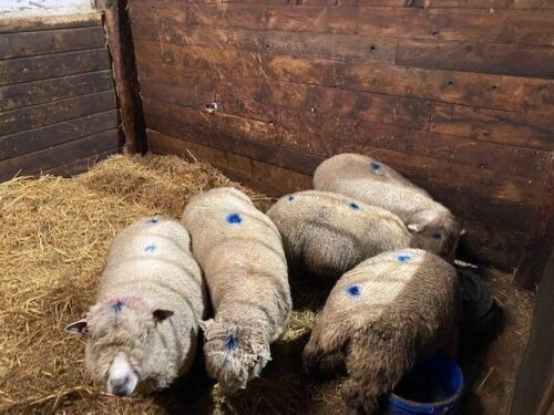 5 FLOCK AGE IN LAMB RYELAND EWES BIDS PER LIFE