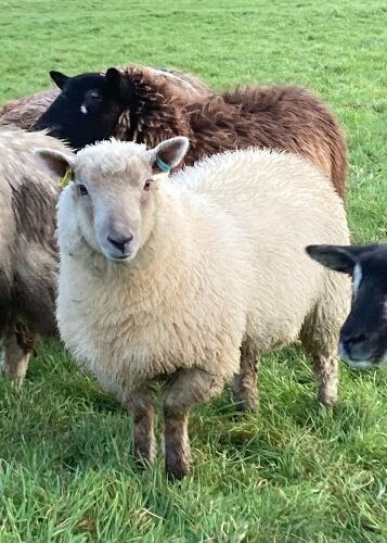 3 SOUTHDOWN X EWE LAMBS BIDS PER LIFE