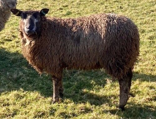 2 BLUE TEXEL X EWE LAMBS BIDS PER LIFE