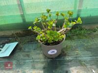 1 HYDRANGEA 'ROSITA'
