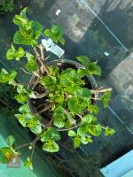 1 HYDRANGEA 'ROSITA' - 8