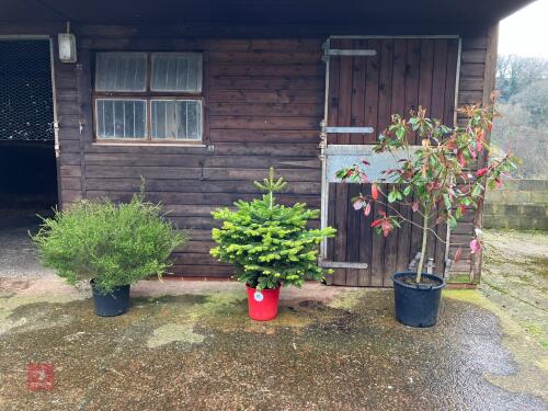 3 MIXED SHRUBS (87)